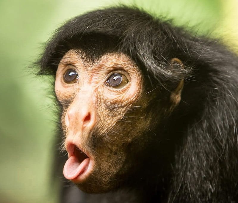 Is Monkey D Luffy Stronger Than Satoru Gojo? Anime Fans Debate